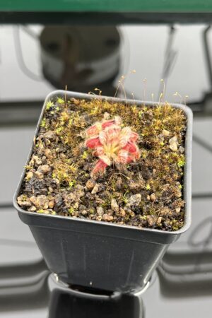 Close Up of Cephalotus follicularis | Christian Klein | | IN24726