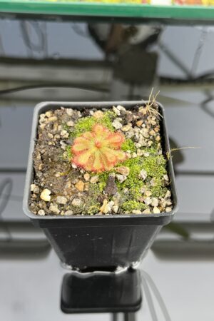 Close Up of Drosera esterhuyseniae x Drosera slackii | Best Carnivorous Plants | BCP-777 | H23778