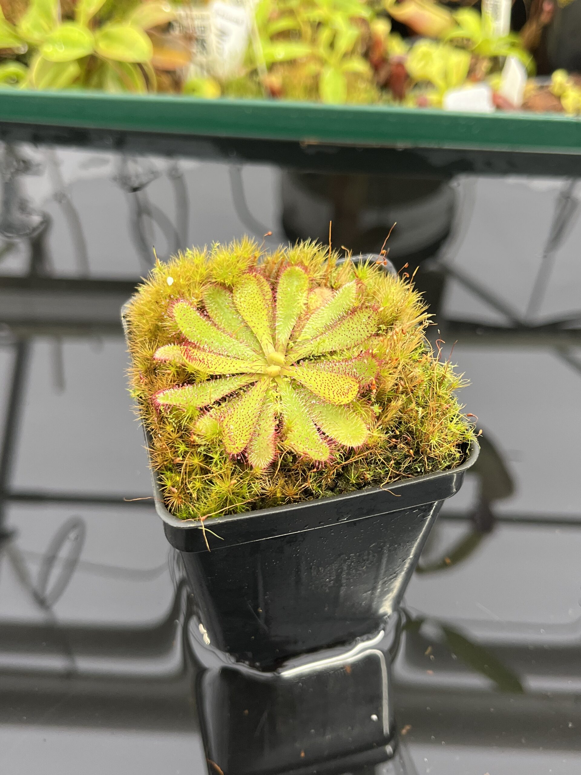 Drosera hamiltonii | Best Carnivorous Plants | | IN23872