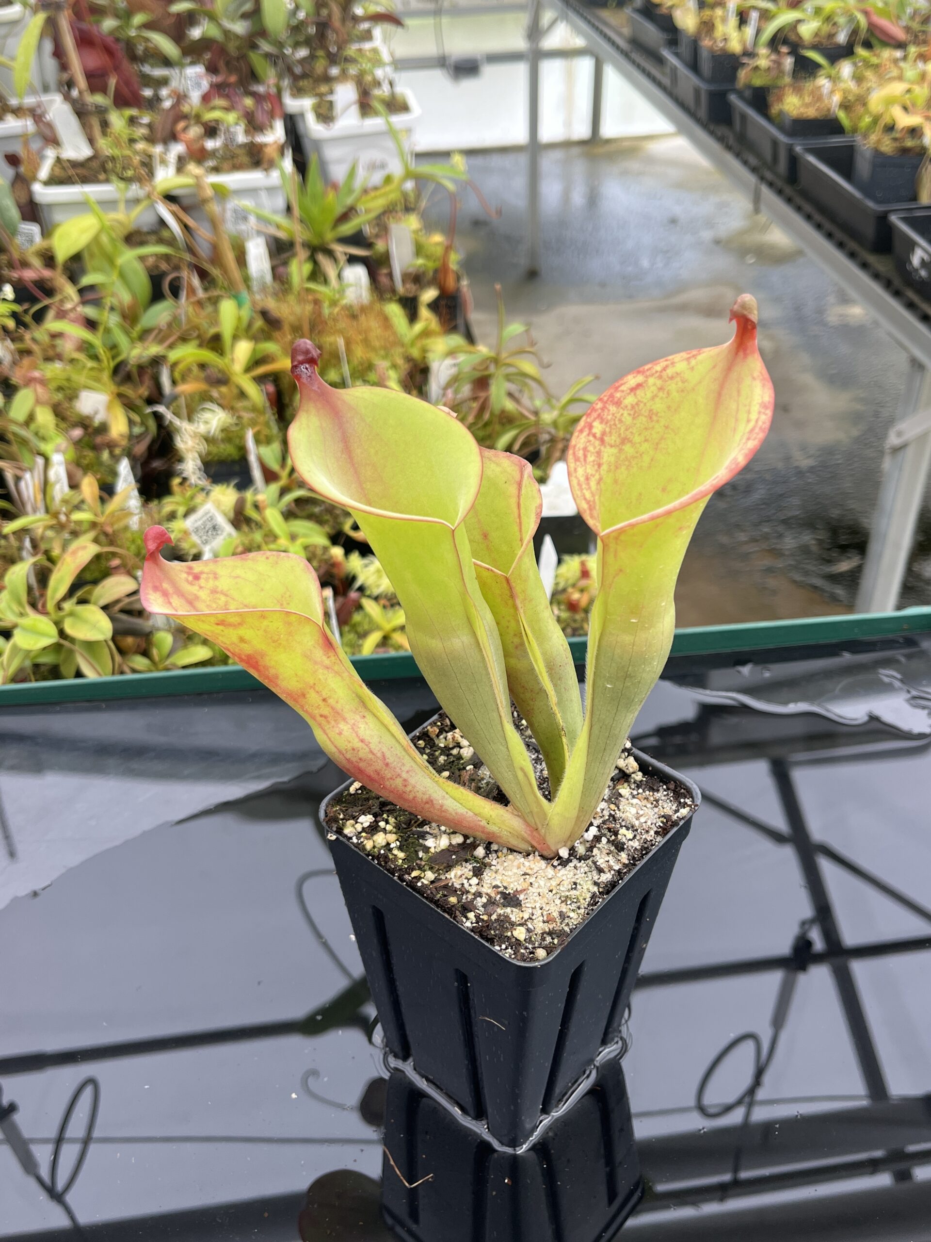 Close Up of Heliamphora Cyclops | Andreas Wistuba | | H24778