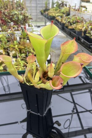 Close Up of Heliamphora (chimantensis x pulchell) x folliculata Kam. | Andreas Wistuba | | H24777