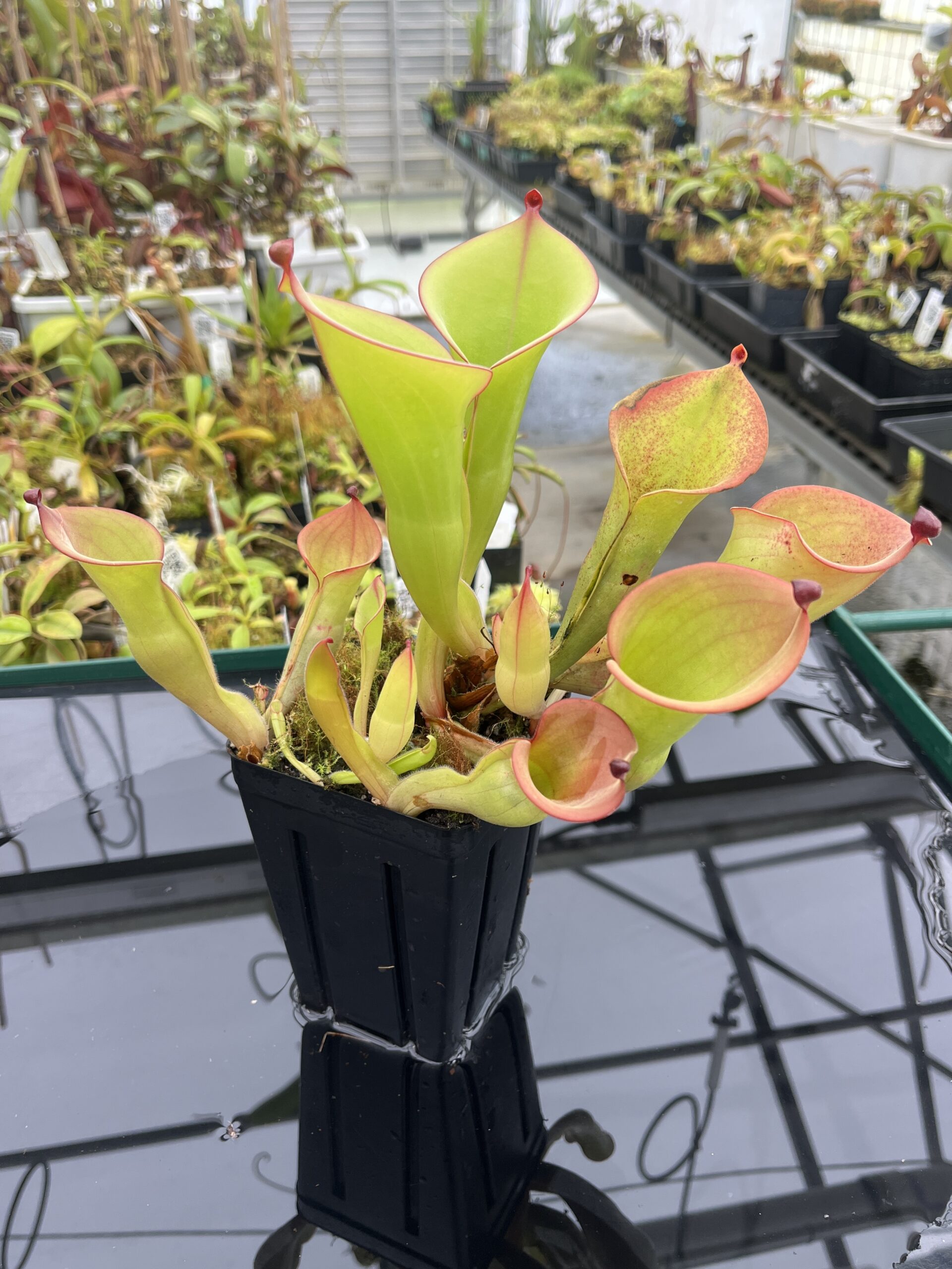 Close Up of Heliamphora (chimantensis x pulchell) x folliculata Kam. | Andreas Wistuba | | H24777