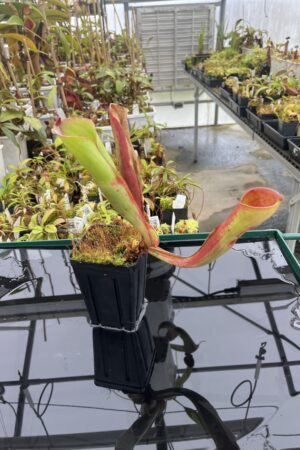 Close Up of Heliamphora folliculata K. x purpurascens 'Giant' | Andreas Wistuba | | H24779