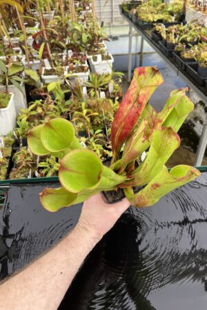 Close Up of Heliamphora folliculata (Murosipan Tepui, Ven.) | Andreas Wistuba | | H24699