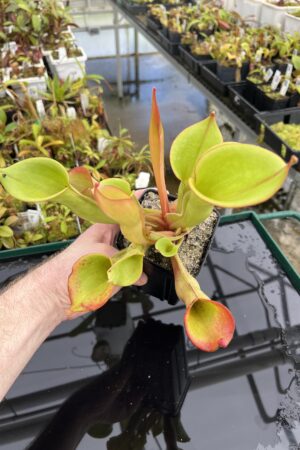 Close Up of Heliamphora ionasi (Ilu Tepui, Venezuela) | Andreas Wistuba | AW-3 | H24700