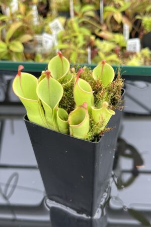 Close Up of Heliamphora minor Auyán-tepui | Andreas Wistuba | | H24698