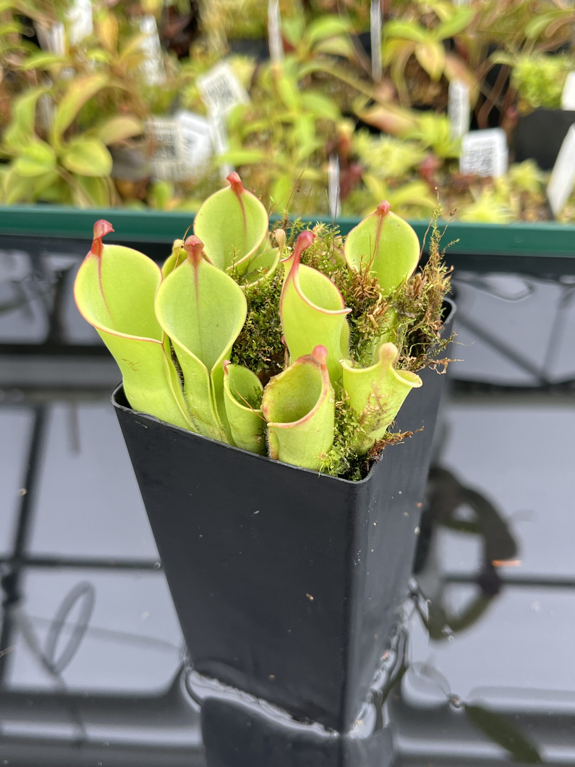 Close Up of Heliamphora minor Auyán-tepui | Andreas Wistuba | | H24698