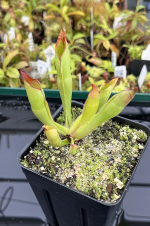 Close Up of Heliamphora sarracenioides (Ptari, Ven.) | Andreas Wistuba | AW-12 | H24701