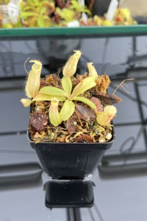 Close Up of Nepenthes 'Song of Melancholy' x peltata | JH | Jeremiah Harris | JH-410 | IN23756