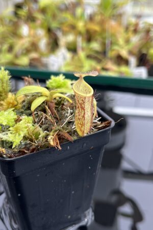 Close Up of Nepenthes adnata x campanulata | Best Carnivorous Plants | BCP-323 | IN24769