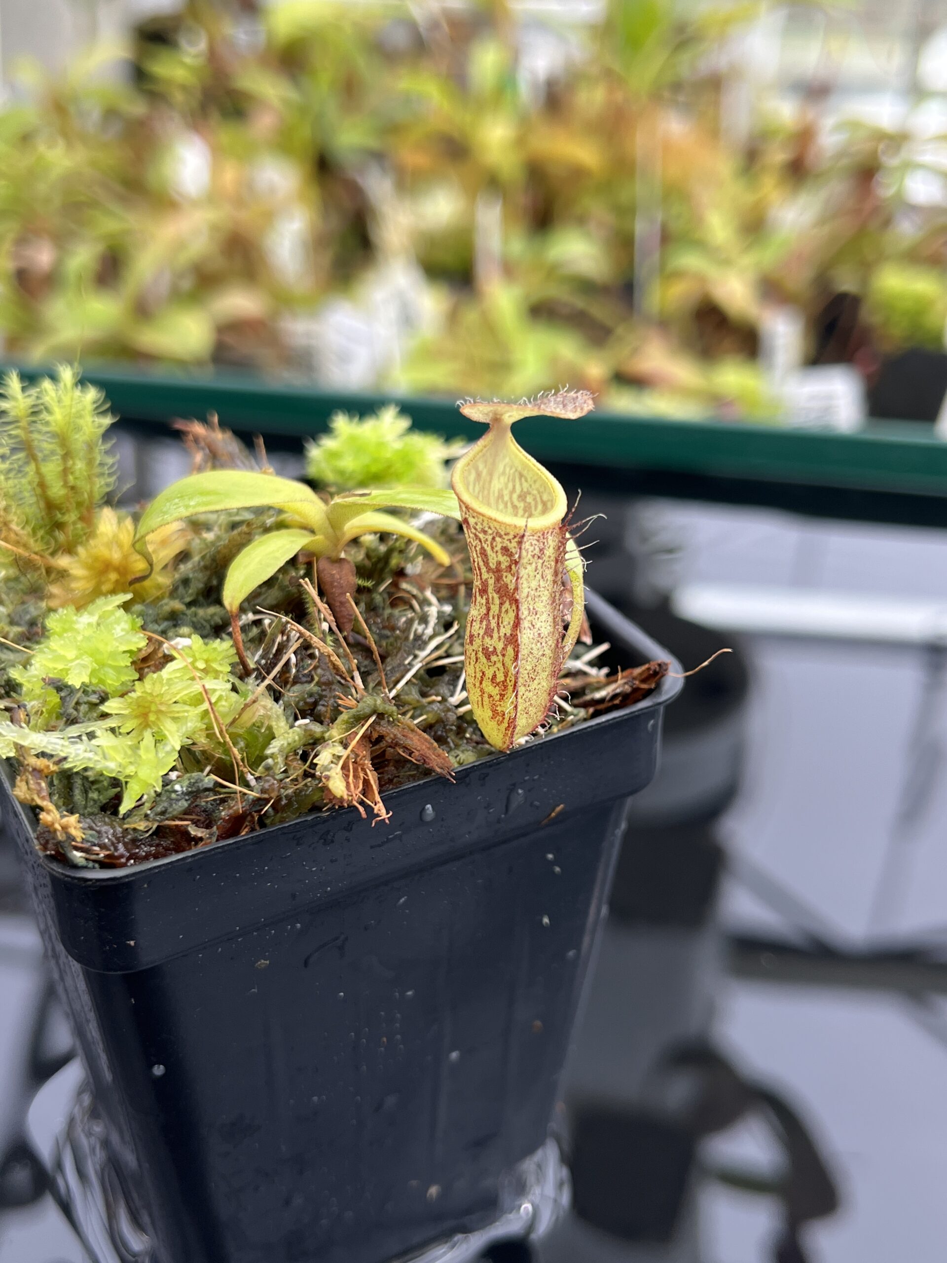 Close Up of Nepenthes adnata x campanulata | Best Carnivorous Plants | BCP-323 | IN24769