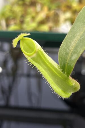 Close Up of Nepenthes albomarginata | Borneo Exotics | BE-3004 | L24737
