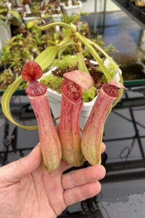 Close Up of Nepenthes albomarginata | Borneo Exotics | BE-4665 | L24677