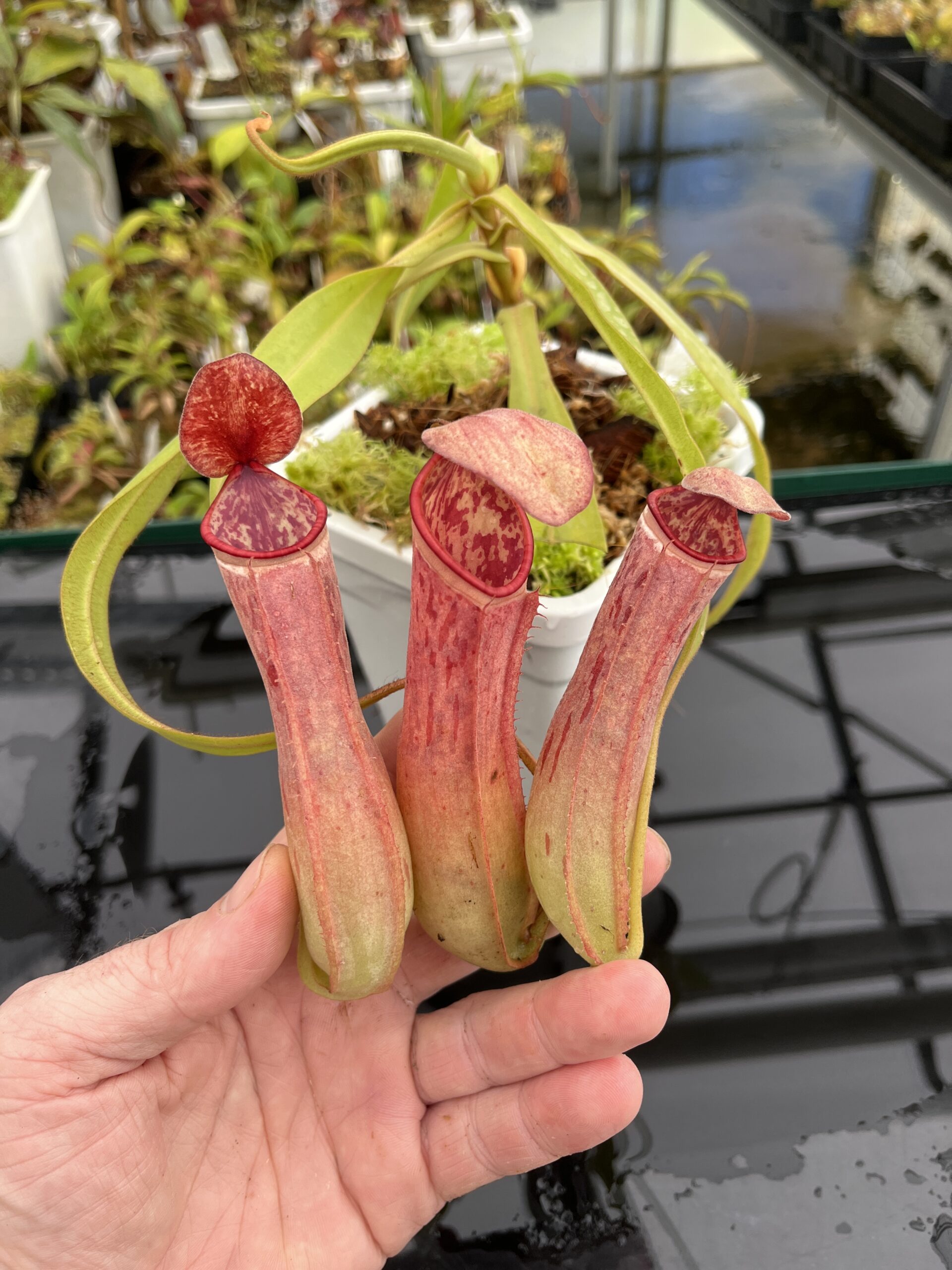 Close Up of Nepenthes albomarginata | Borneo Exotics | BE-4665 | L24677