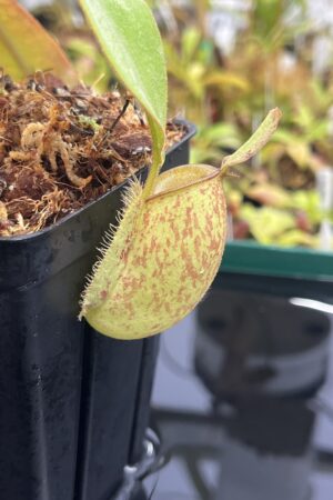 Close Up of Nepenthes ampullaria | Borneo Exotics | BE-3304 | L23882