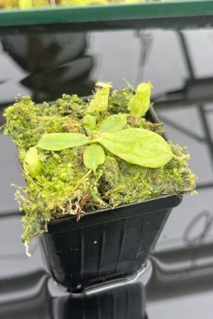 Close Up of Nepenthes ampullaria 'Pink' | Florae | Clone 1 | Florae Collaborative | FC-175.01 | L24740