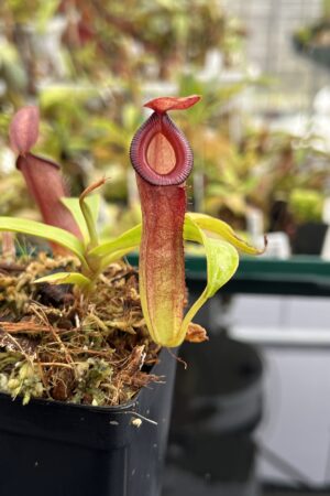 Close Up of Nepenthes (ampullaria x mirabilis) x dubia | Borneo Exotics | BE-3694 | IN24766