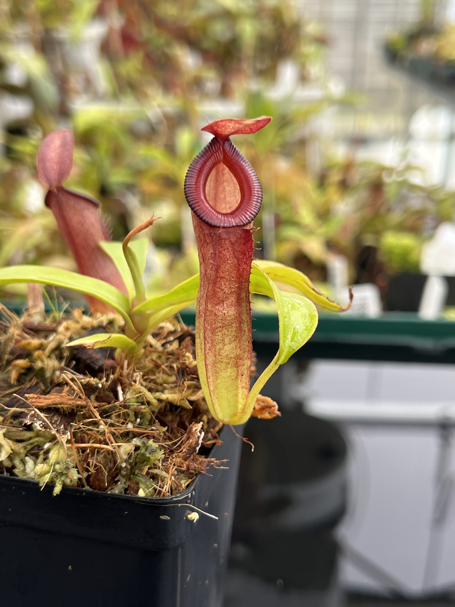 Close Up of Nepenthes (ampullaria x mirabilis) x dubia | Borneo Exotics | BE-3694 | IN24766