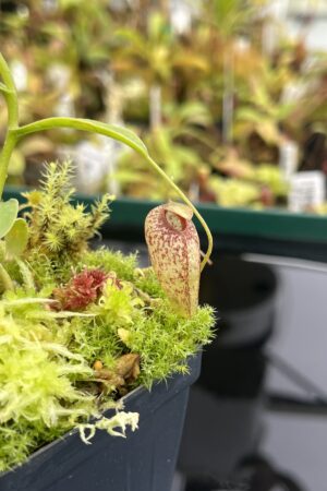 Close Up of Nepenthes aristolochioides | Female | Rob Sacilotto | | H24720