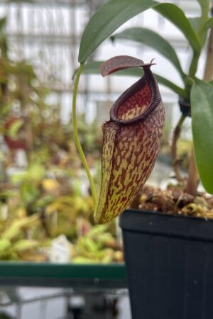 Close Up of Nepenthes aristolochioides x campanulata | Andreas Wistuba | AW-ISC | IN23721