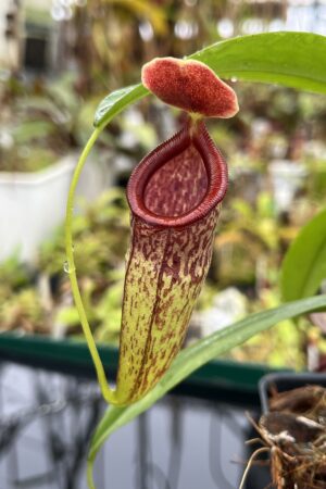 Close Up of Nepenthes aristolochioides x campanulata | Andreas Wistuba | AW-ISC | IN23907