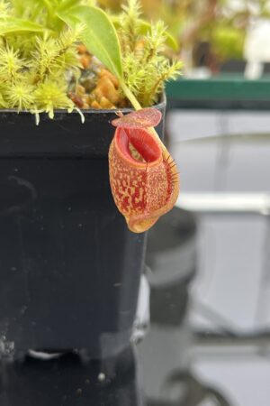 Close Up of Nepenthes aristolochioides x edwardsiana | Andreas Wistuba | AW-(ISC) | H24791