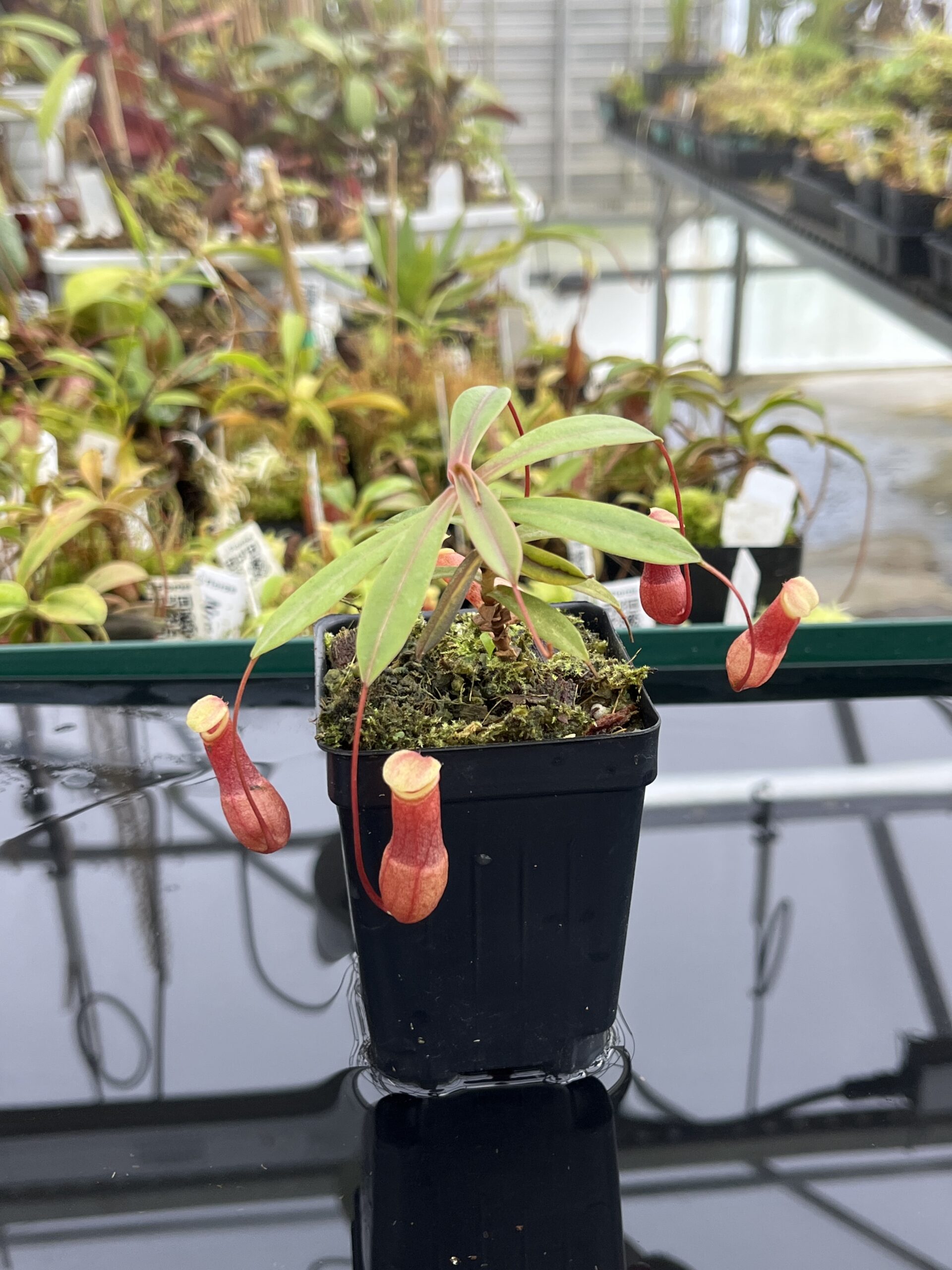 Close Up of Nepenthes barcelonae | Borneo Exotics | BE-3770 | IN24774