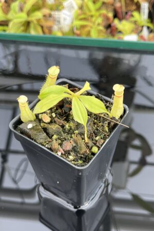 Close Up of Nepenthes bicalcarata | Borneo Exotics | BE-3031 | L23754