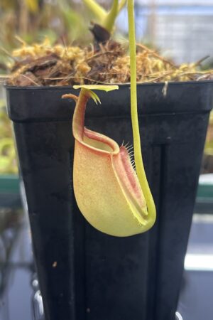 Close Up of Nepenthes bicalcarata | Borneo Exotics | BE-3031 | L24736