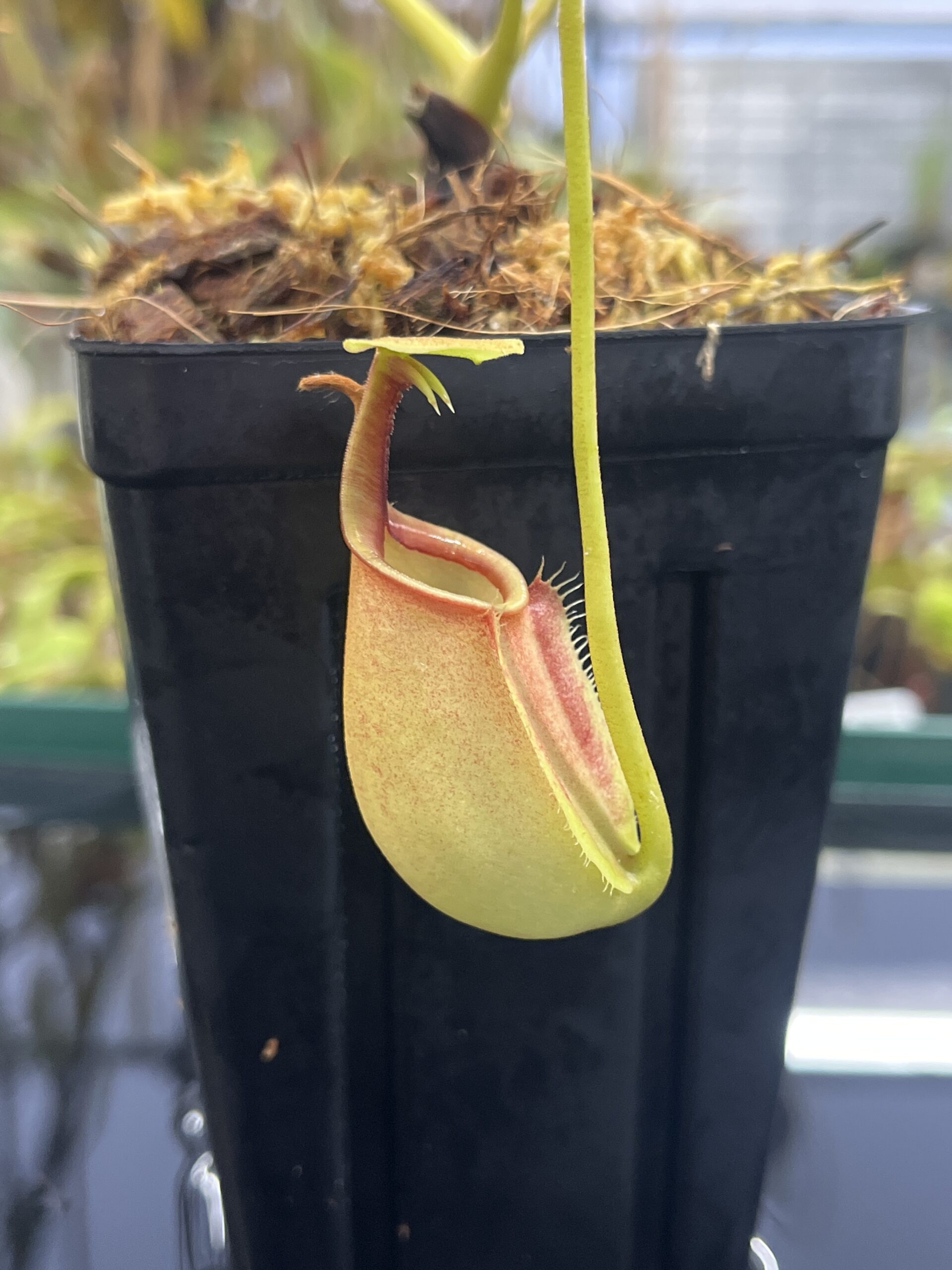 Close Up of Nepenthes bicalcarata | Borneo Exotics | BE-3031 | L24736