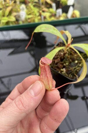 Close Up of Nepenthes bokorensis | Borneo Exotics | BE-3856 | L24742