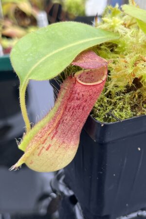 Close Up of Nepenthes (boschiana x veitchii (m) Bario - squat, pink) x (lowii x truncata - giant) | Florae | Florae Collaborative | FC-397.10 | IN24685