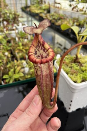 Close Up of Nepenthes burbidgeae x edwardsiana | Borneo Exotics | BE-4507 | H24696