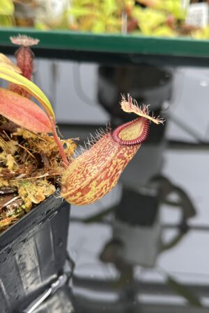 Close Up of Nepenthes burkei x hamata | Borneo Exotics | BE-3747 | H23995