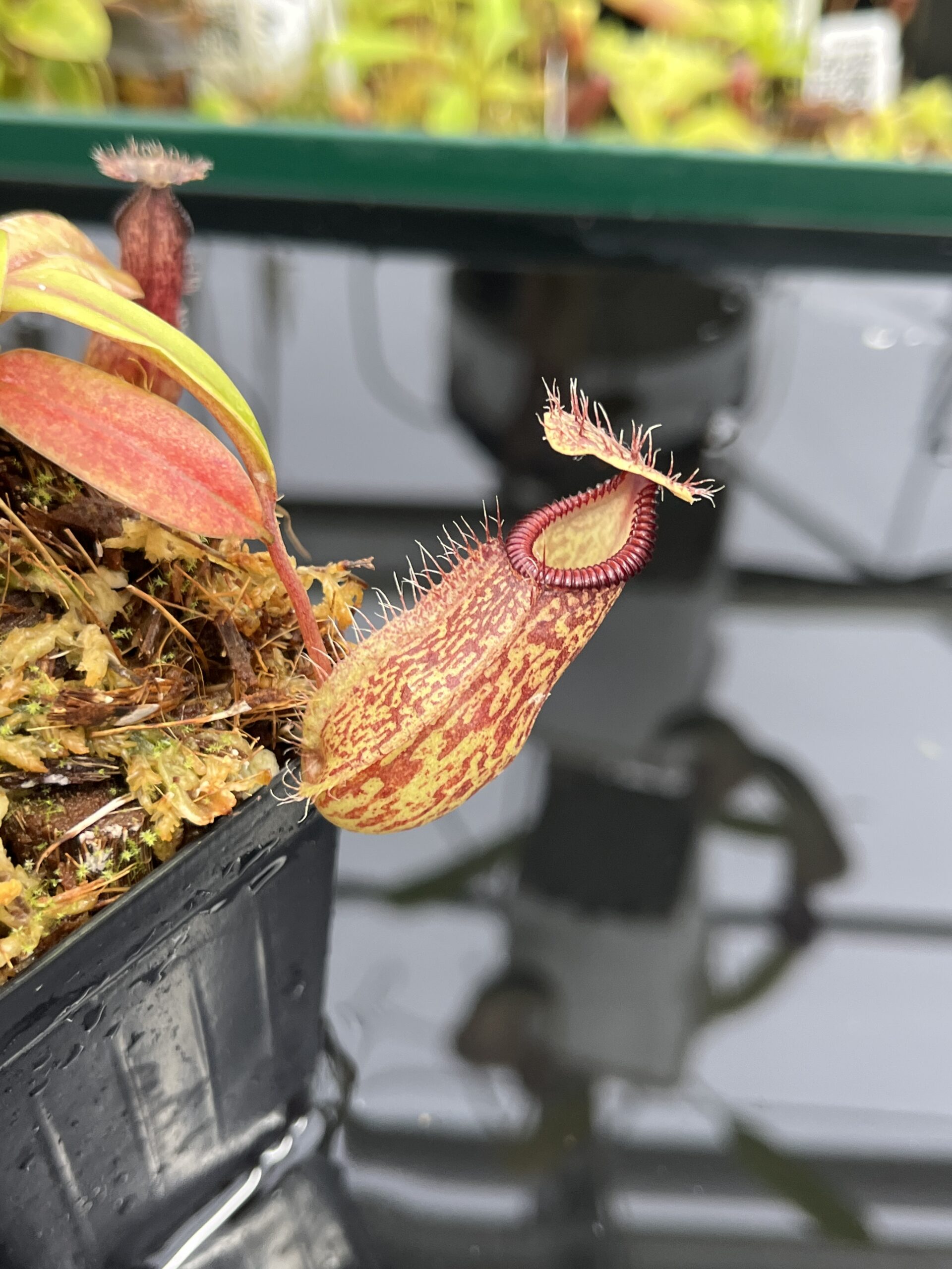 Close Up of Nepenthes burkei x hamata | Borneo Exotics | BE-3747 | H23995