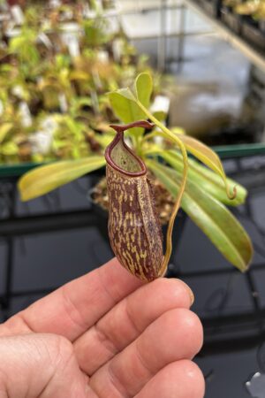 Close Up of Nepenthes ceciliae | Borneo Exotics | BE-4600 | IN23849