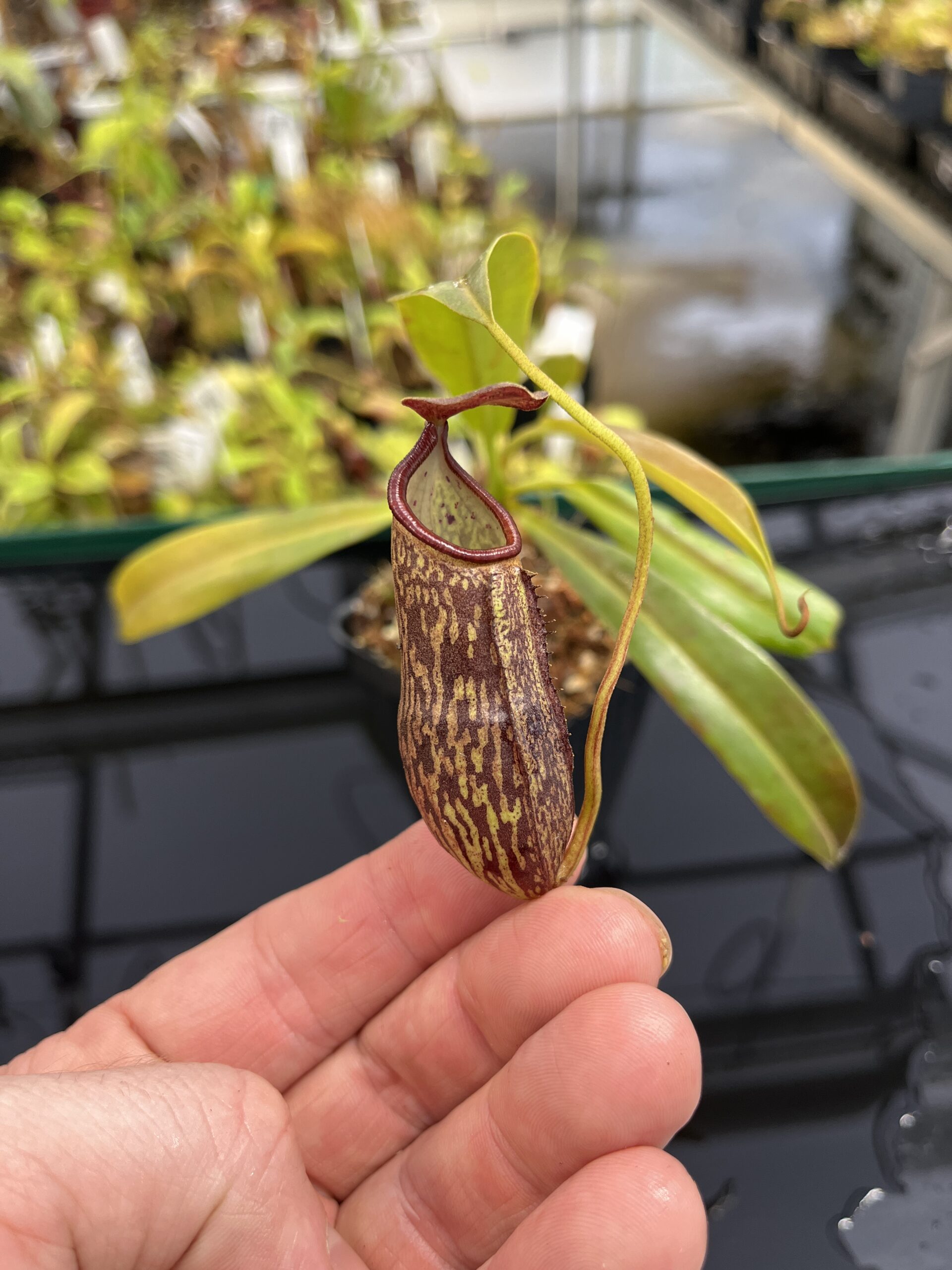 Close Up of Nepenthes ceciliae | Borneo Exotics | BE-4600 | IN23849