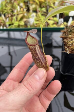 Close Up of Nepenthes ceciliae | Borneo Exotics | BE-4600 | IN24749