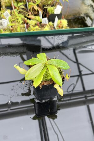 Close Up of Nepenthes cf. merrilliana {seedgrown, highland form, Philippines} | Best Carnivorous Plants | BCP-2140 | L24691