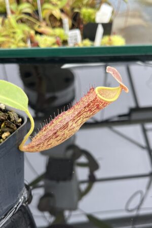 Close Up of Nepenthes chaniana x boschiana | Malesiana Tropicals | MT-NE-160 (1001) | IN24773
