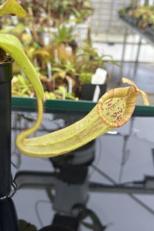Close Up of Nepenthes chaniana x veitchii | Borneo Exotics | BE-3137 | IN23719