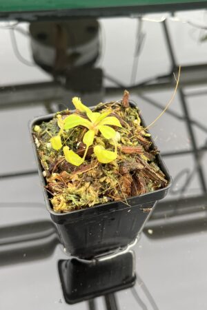 Close Up of Nepenthes clipeata | Florae | FC-265.01 | Florae Collaborative | FC-265.01 | IN23925