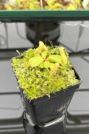 Close Up of Nepenthes clipeata | Florae | FC-265.02 | Florae Collaborative | FC-265.02 | IN23924