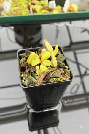 Close Up of Nepenthes clipeata | Florae | Florae Collaborative | FC-265.03 | IN23926