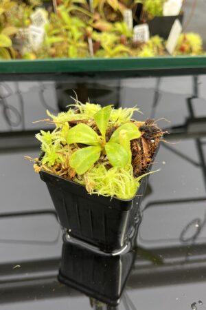 Close Up of Nepenthes clipeata | Florae | Florae Collaborative | FC-265.03 | IN23935