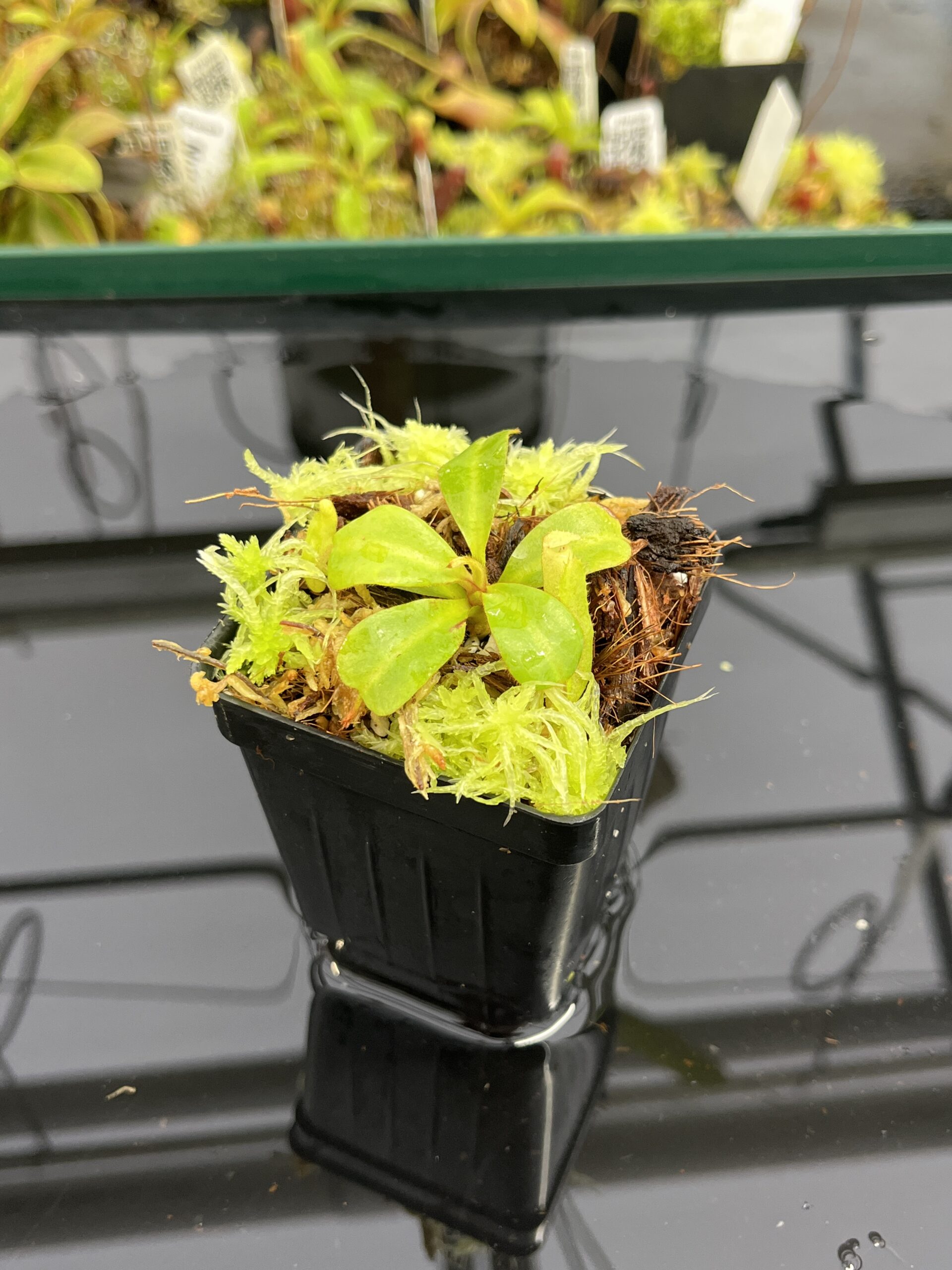 Close Up of Nepenthes clipeata | Florae | Florae Collaborative | FC-265.03 | IN23935