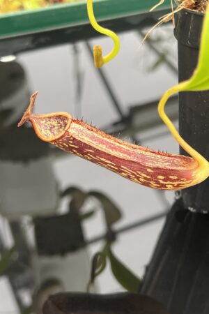 Close Up of Nepenthes copelandii | Borneo Exotics | BE-3046 | H23860