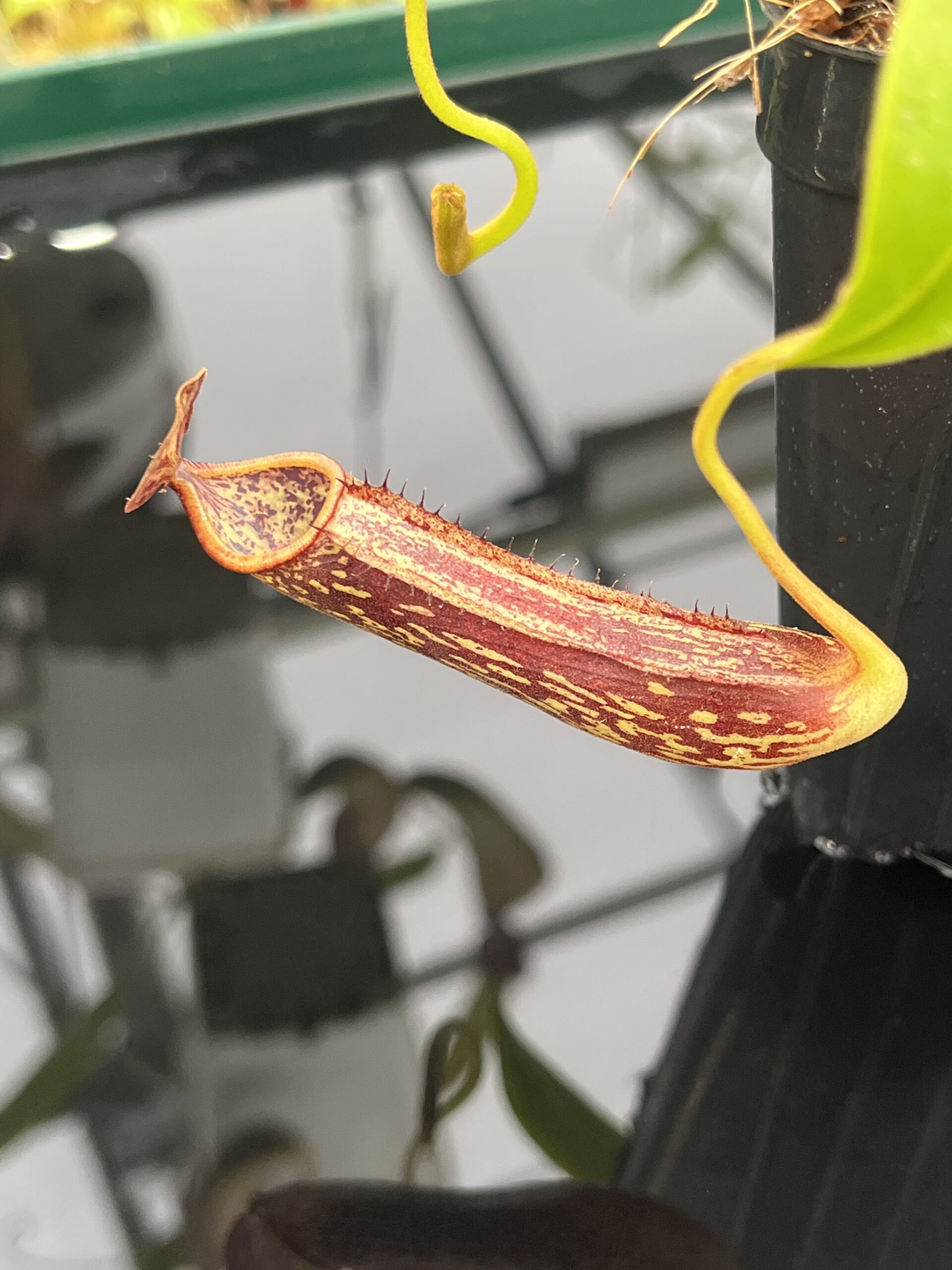 Close Up of Nepenthes copelandii | Borneo Exotics | BE-3046 | H23860