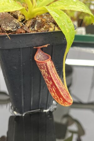 Close Up of Nepenthes copelandii | Borneo Exotics | BE-3046 | H23944