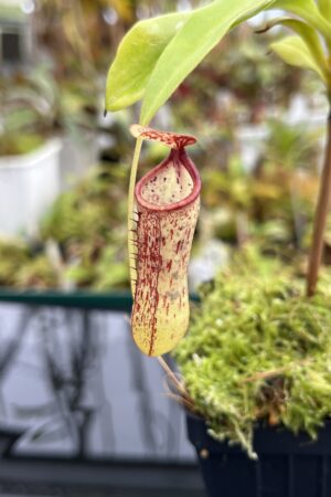 Close Up of Nepenthes copelandii | Christian Klein | CK-102 | IN24771